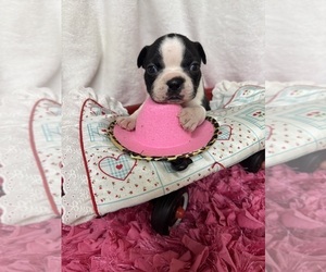 Boston Terrier Puppy for sale in FREDONIA, KS, USA