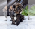 Puppy 2 Cavalier King Charles Spaniel-Goldendoodle Mix