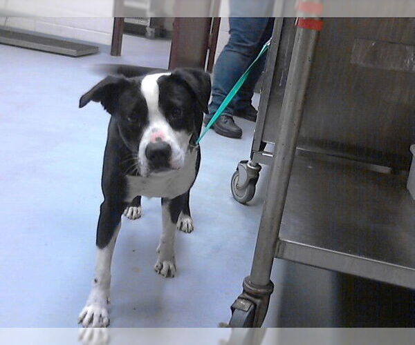 Medium Photo #1 Mutt Puppy For Sale in Fayetteville, NC, USA