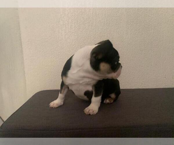 Medium Photo #10 French Bulldog Puppy For Sale in IMPERIAL BCH, CA, USA