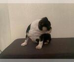 Small Photo #10 French Bulldog Puppy For Sale in IMPERIAL BCH, CA, USA
