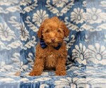 Small Photo #2 Labradoodle-Poodle (Miniature) Mix Puppy For Sale in KIRKWOOD, PA, USA