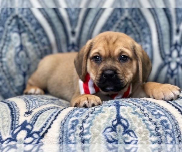 Medium Photo #5 Puggle Puppy For Sale in LAKELAND, FL, USA