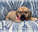 Small Photo #5 Puggle Puppy For Sale in LAKELAND, FL, USA