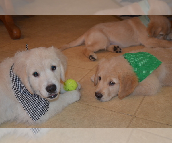 Medium Photo #45 Golden Retriever Puppy For Sale in WEBSTER CITY, IA, USA