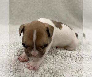 French Bulldog Puppy for sale in CHARLESTON, SC, USA