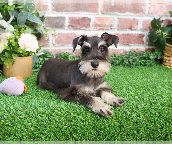 Medium Photo #13 Schnauzer (Miniature) Puppy For Sale in SYRACUSE, IN, USA