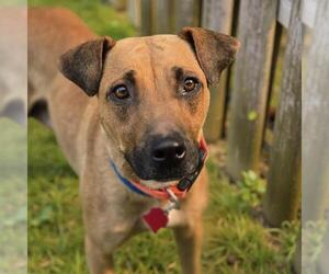 Mutt Dogs for adoption in San Diego, CA, USA