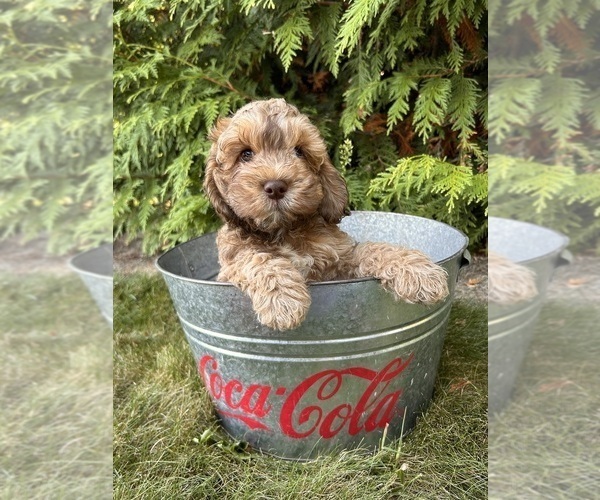 Medium Photo #4 Cockapoo Puppy For Sale in MIDDLEBURY, IN, USA