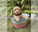 Small #3 Cockapoo
