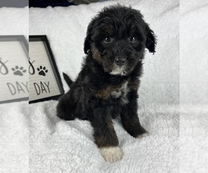 F2 Aussiedoodle Puppy for sale in GREENWOOD, IN, USA