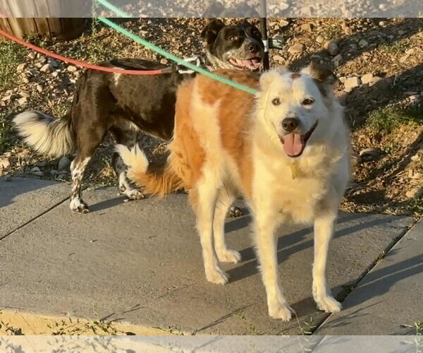 Medium Photo #6 Border Collie Puppy For Sale in Sandy, UT, USA