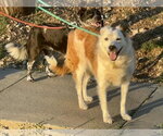 Small #5 Border Collie