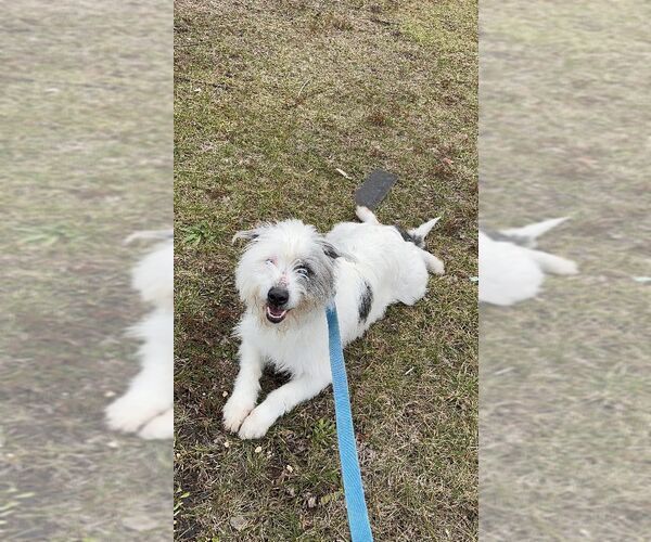 Medium Photo #2 Mutt Puppy For Sale in Perth Amboy, NJ, USA