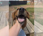 Small #19 Golden Retriever Mix