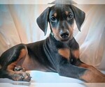 Small #1 Doberman Pinscher
