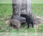 Small Photo #4 Labrador Retriever Puppy For Sale in PAYETTE, ID, USA