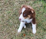 Small Photo #13 Australian Shepherd Puppy For Sale in MARIANNA, FL, USA