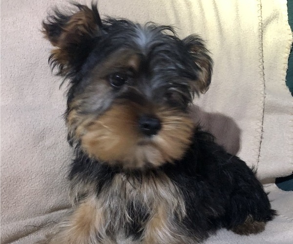 Medium Photo #1 Yorkshire Terrier Puppy For Sale in KALONA, IA, USA