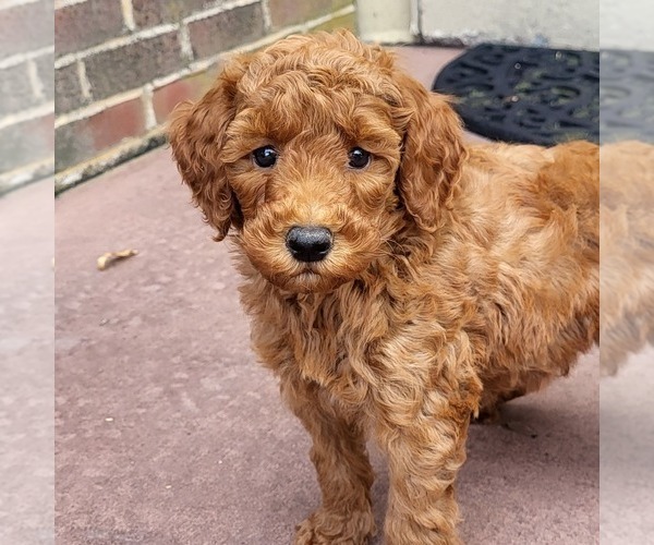 Medium Photo #1 Goldendoodle (Miniature) Puppy For Sale in NARVON, PA, USA