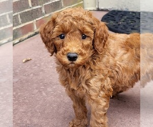 Goldendoodle (Miniature) Puppy for sale in NARVON, PA, USA