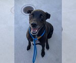 Small #2 Mutt