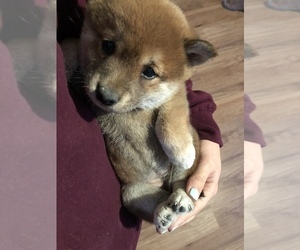 Shiba Inu Puppy for sale in SULLIVAN, IL, USA