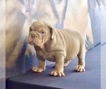 Small Photo #3 English Bulldog Puppy For Sale in PITTSBURGH, PA, USA