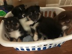 Small Photo #4 Pomsky Puppy For Sale in MOUNT MORRIS, MI, USA