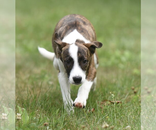 Medium Photo #7 Plott Hound-Unknown Mix Puppy For Sale in Mechanicsburg, PA, USA