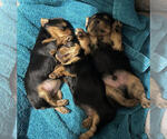 Small Photo #4 Yorkshire Terrier Puppy For Sale in SOUTHPORT, NC, USA