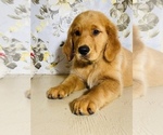 Small Photo #3 Golden Retriever Puppy For Sale in AMITY, AR, USA