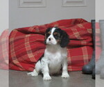 Small Photo #5 Cavalier King Charles Spaniel Puppy For Sale in REINHOLDS, PA, USA