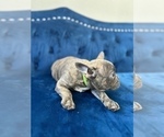 Small Photo #9 French Bulldog Puppy For Sale in CHARLOTTE, NC, USA