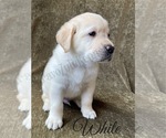 Small Photo #46 Labrador Retriever Puppy For Sale in MURRIETA, CA, USA
