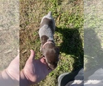 Small Photo #14 German Shorthaired Pointer Puppy For Sale in ELIZABETH CITY, NC, USA