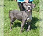 Small #3 American Bulldog-American Staffordshire Terrier Mix