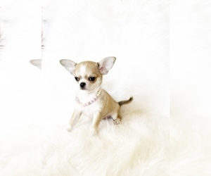 Chihuahua Puppy for sale in SACRAMENTO, CA, USA
