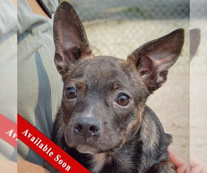 Bo-Dach Dogs for adoption in Huntley, IL, USA