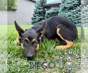 German Shepherd Dog Dogs for adoption in Omaha, NE, USA