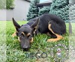 Small German Shepherd Dog