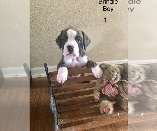 Medium Photo #1 Boxer Puppy For Sale in HORSE CAVE, KY, USA
