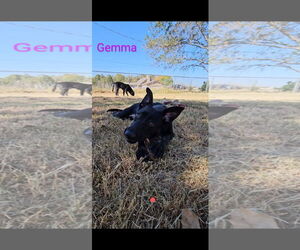 Gemma - Female German Shepherd Dog-Holland Shepherd Mix Dog for Adoption - Photo #2