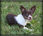 Image preview for Ad Listing. Nickname: Longhair Cissy
