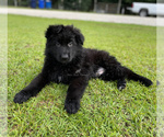 Small Photo #5 German Shepherd Dog Puppy For Sale in SELMA, NC, USA