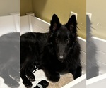 Image preview for Ad Listing. Nickname: Litter of 2