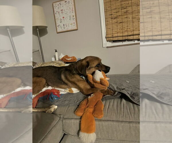 Medium Photo #3 Labrador Retriever-Unknown Mix Puppy For Sale in Springdale, PA, USA