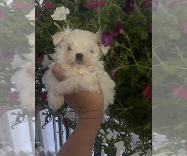 Medium Photo #1 Maltese Puppy For Sale in WILSON, NY, USA