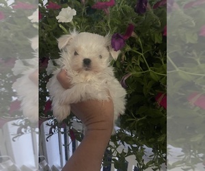 Maltese Puppy for Sale in WILSON, New York USA