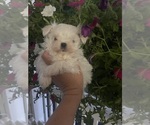 Small Maltese
